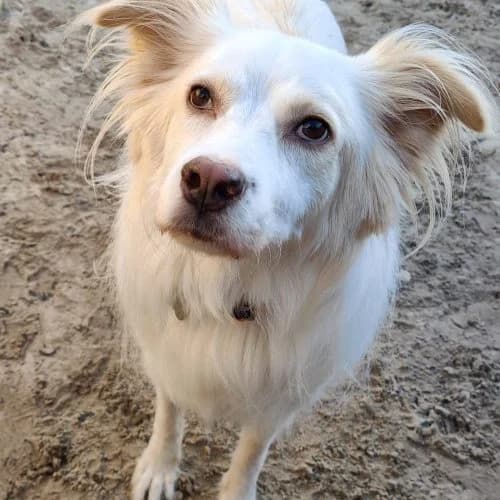 Phoenix, Collie (The Pack Project)
