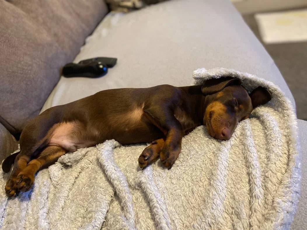 Albert, male 3yo mixed breed for adoption at The Red Foundation, Pentlow Street