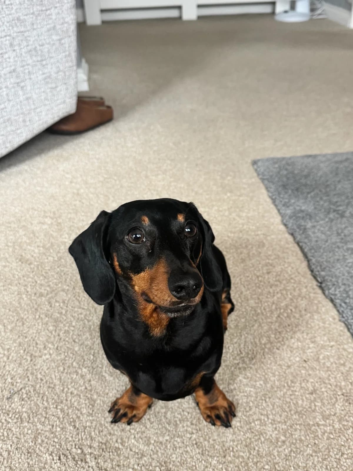 Alfie, male mixed breed for adoption at The Red Foundation, Pentlow Street