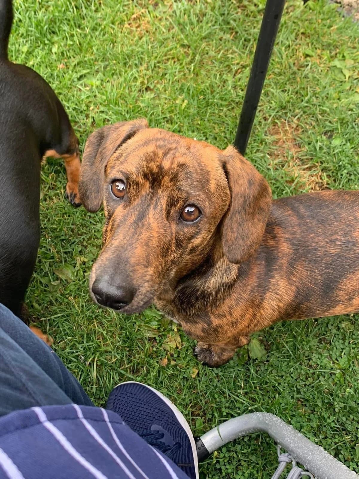 Arlo, male 4yo Jack Russell Terrier for adoption at The Red Foundation, Pentlow Street