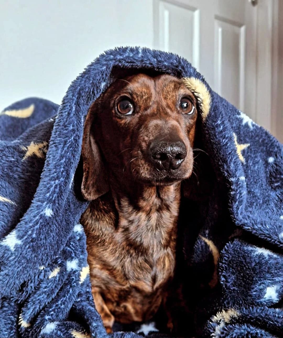 Barney,  Dachshund for adoption at The Red Foundation, Pentlow Street