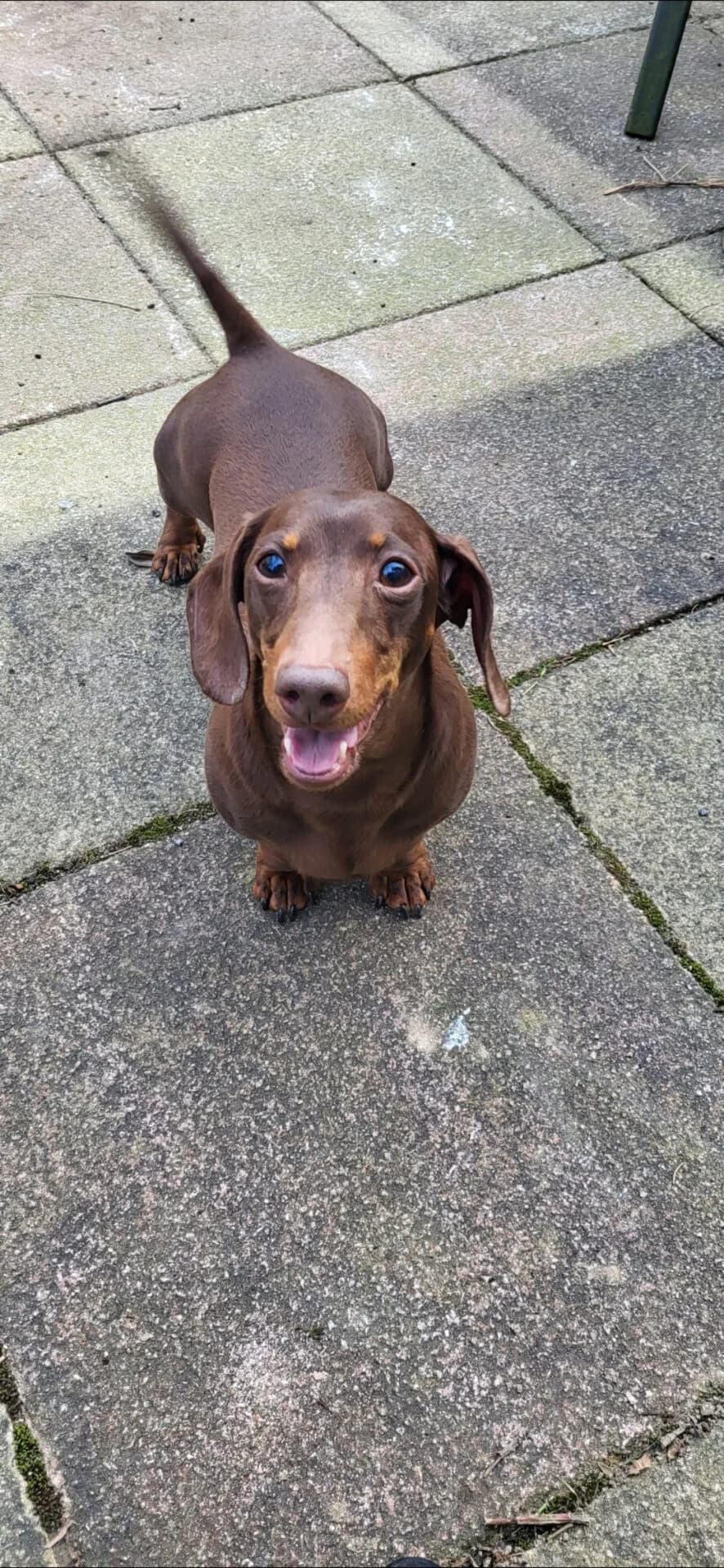 Bear,  Dachshund for adoption at The Red Foundation, Pentlow Street