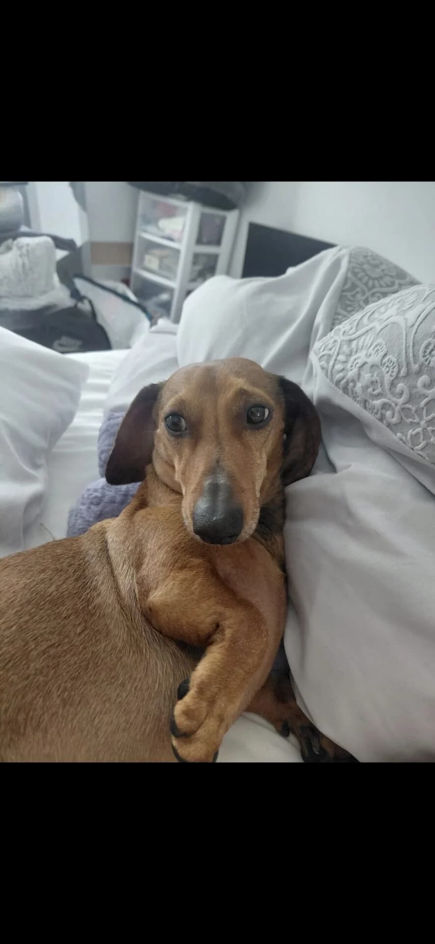 Bentley F, male senior mixed breed for adoption at The Red Foundation, Pentlow Street