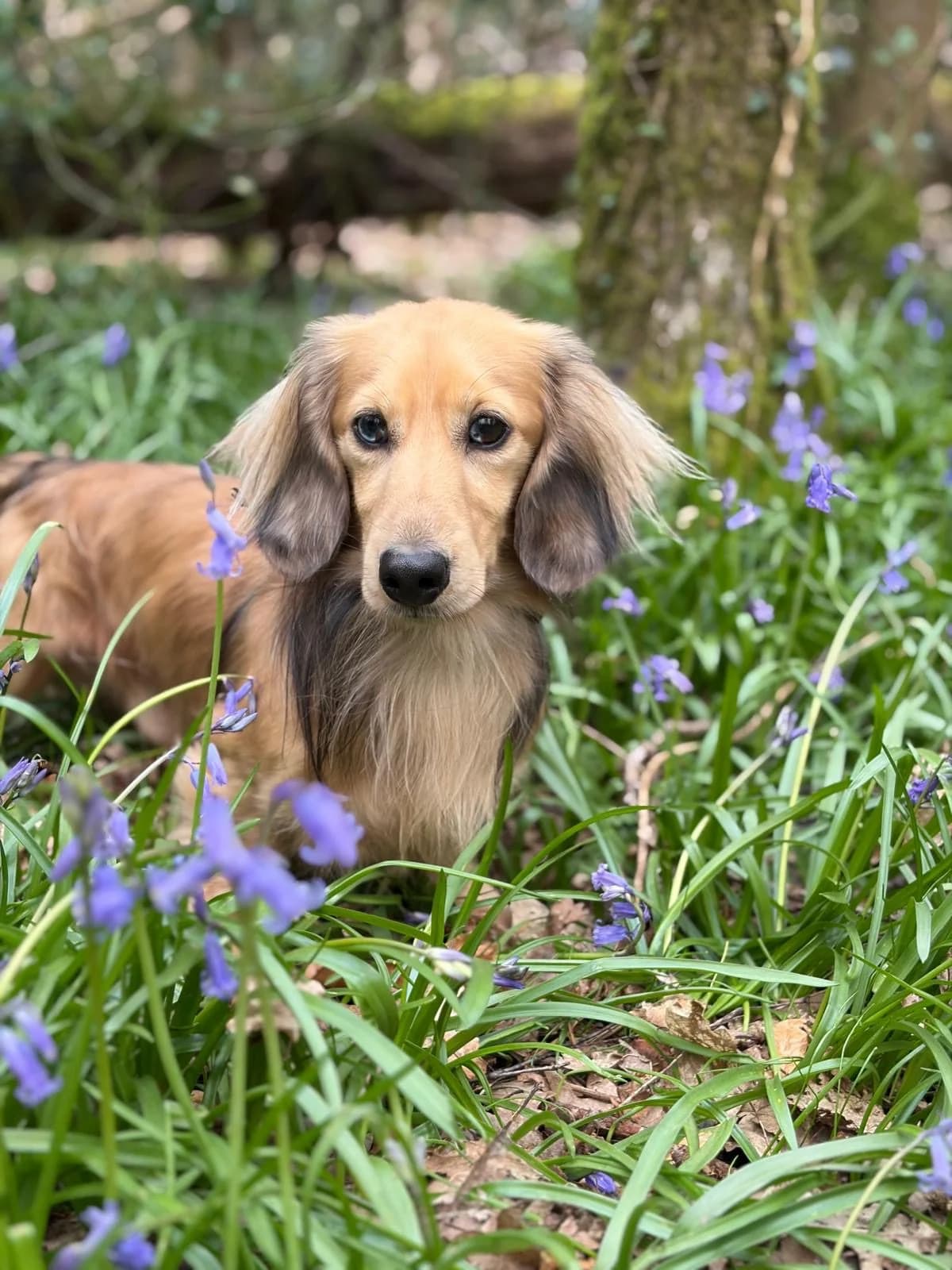 Bodhi, male 4yo Dachshund for adoption at The Red Foundation, Pentlow Street