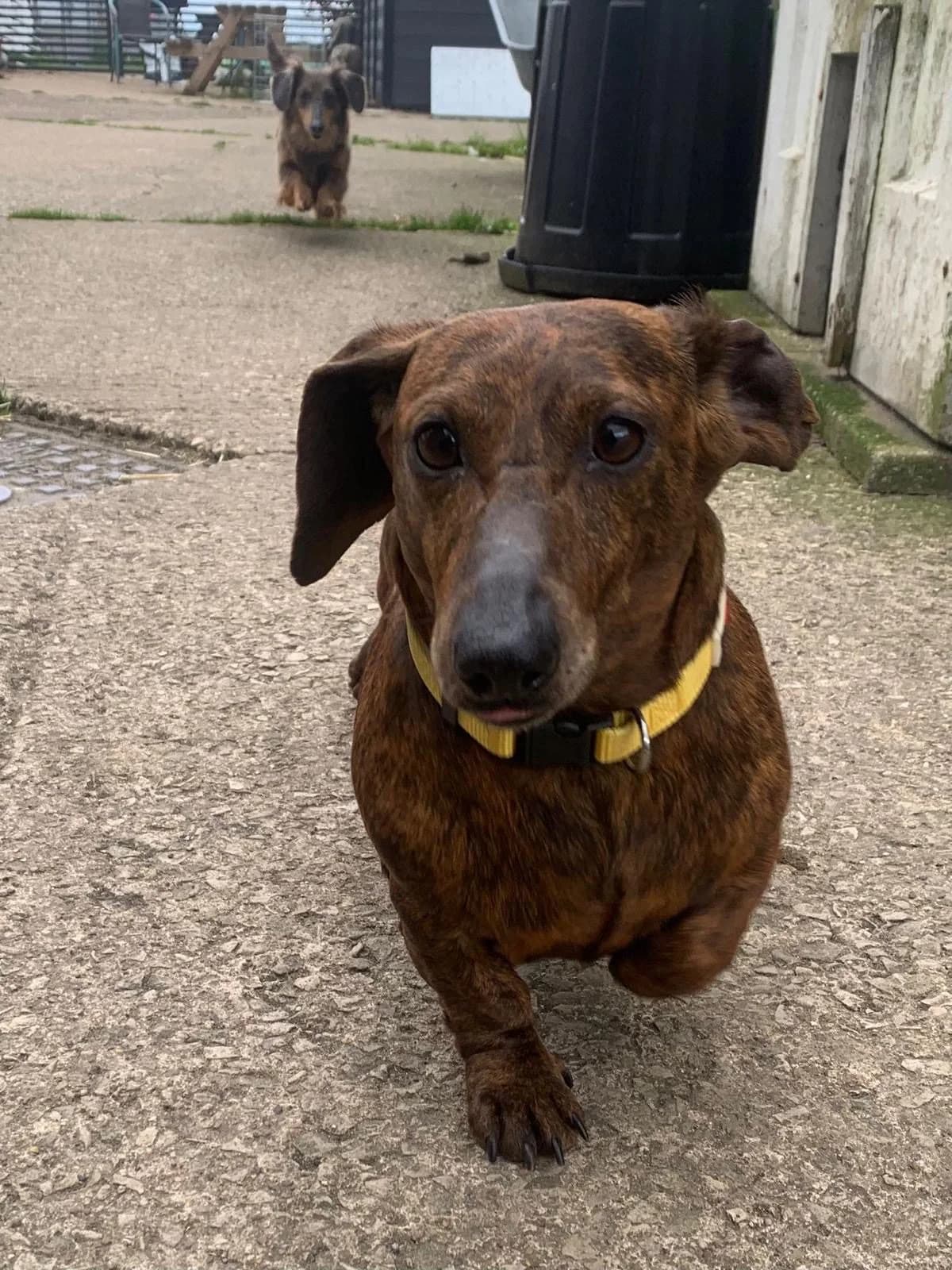 Brin, female 4yo mixed breed for adoption at The Red Foundation, Pentlow Street