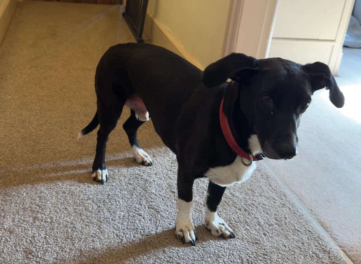 Daffy, male senior mixed breed for adoption at The Red Foundation, Pentlow Street