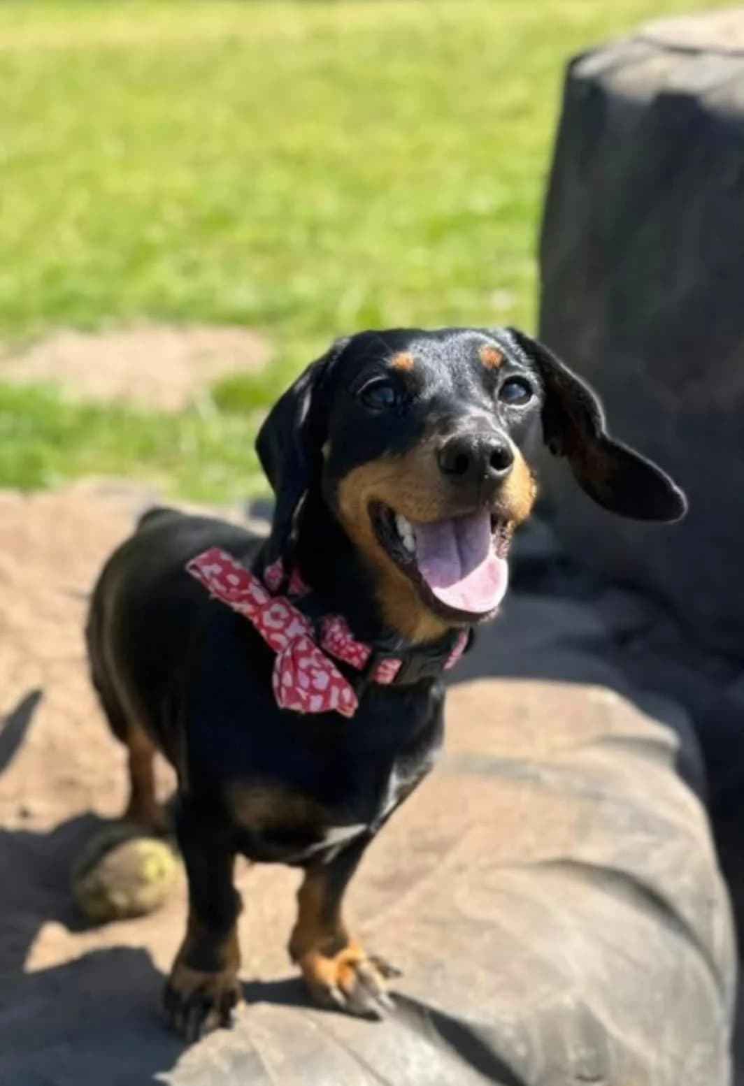 Dott,  4yo Dachshund for adoption at The Red Foundation, Pentlow Street