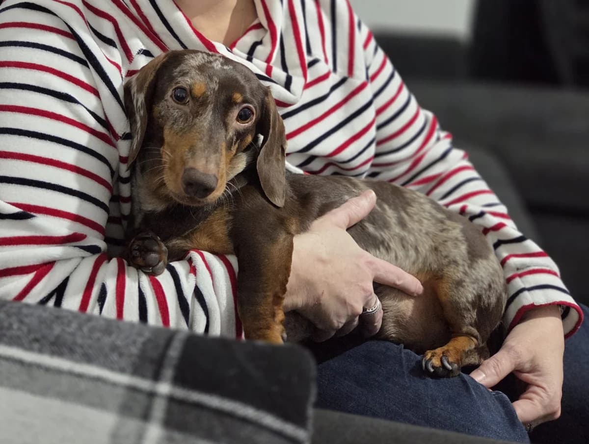 Dotty (B),  young Dachshund for adoption at The Red Foundation, Pentlow Street