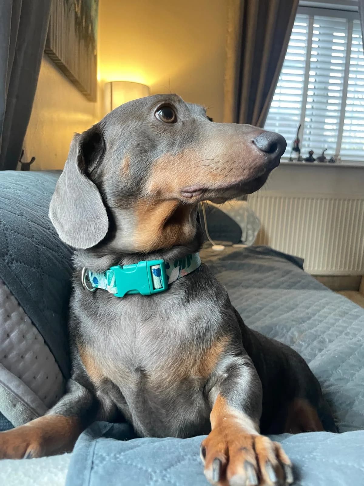 Fergie, male young mixed breed for adoption at The Red Foundation, Pentlow Street