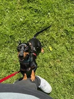 Frank, male 4yo mixed breed for adoption at The Red Foundation, Pentlow Street