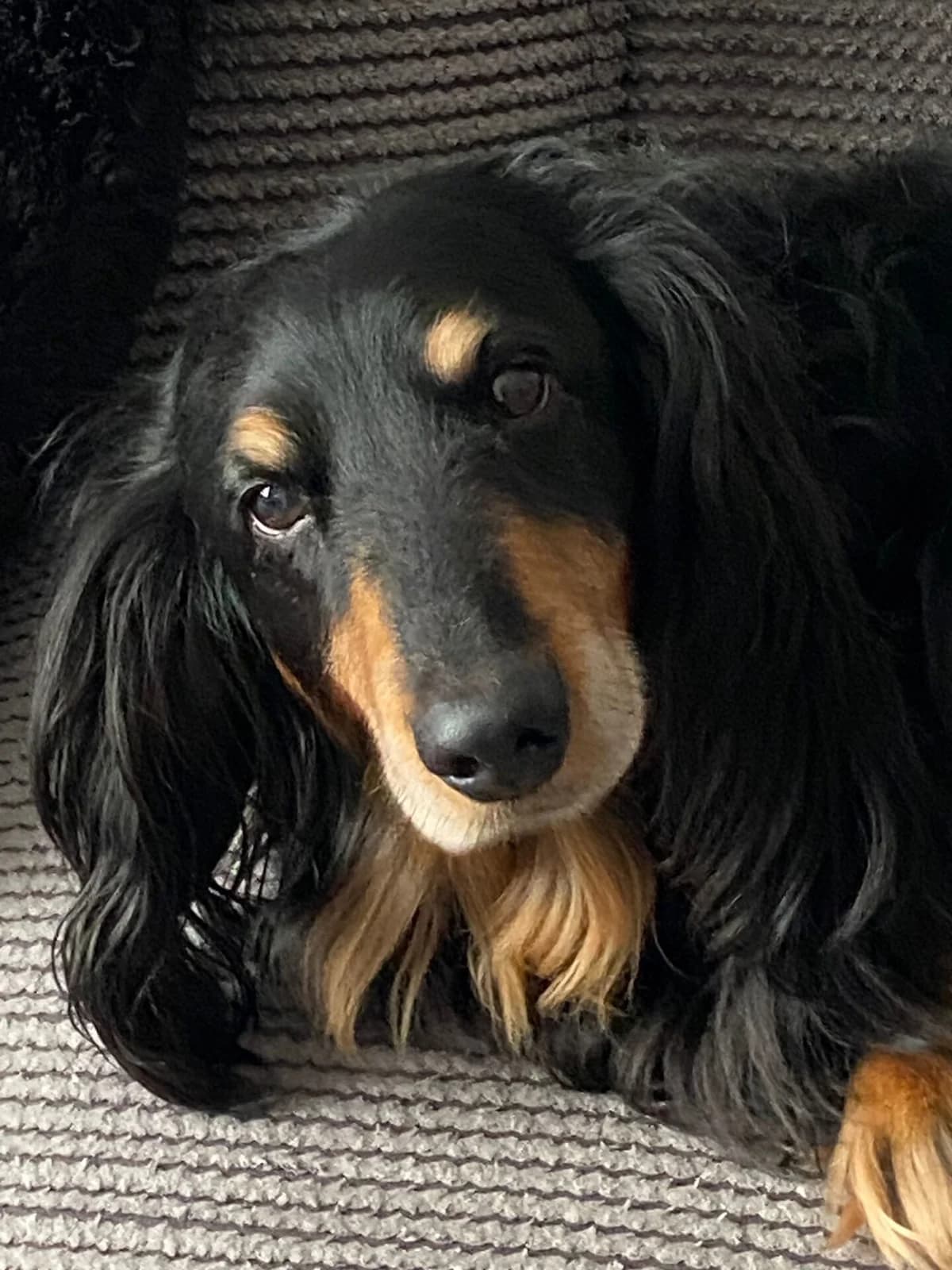 Frank D,  senior Dachshund for adoption at The Red Foundation, Pentlow Street
