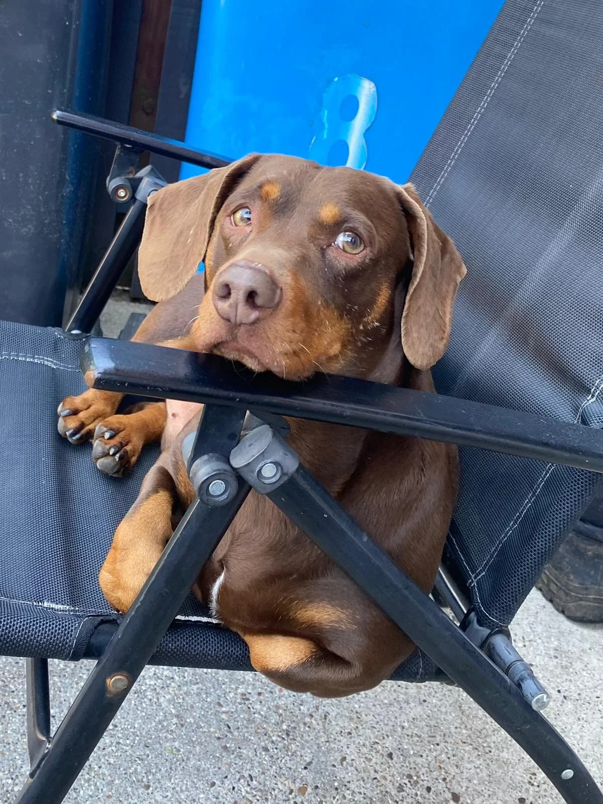 Frankie,  6yo Dachshund for adoption at The Red Foundation, Pentlow Street