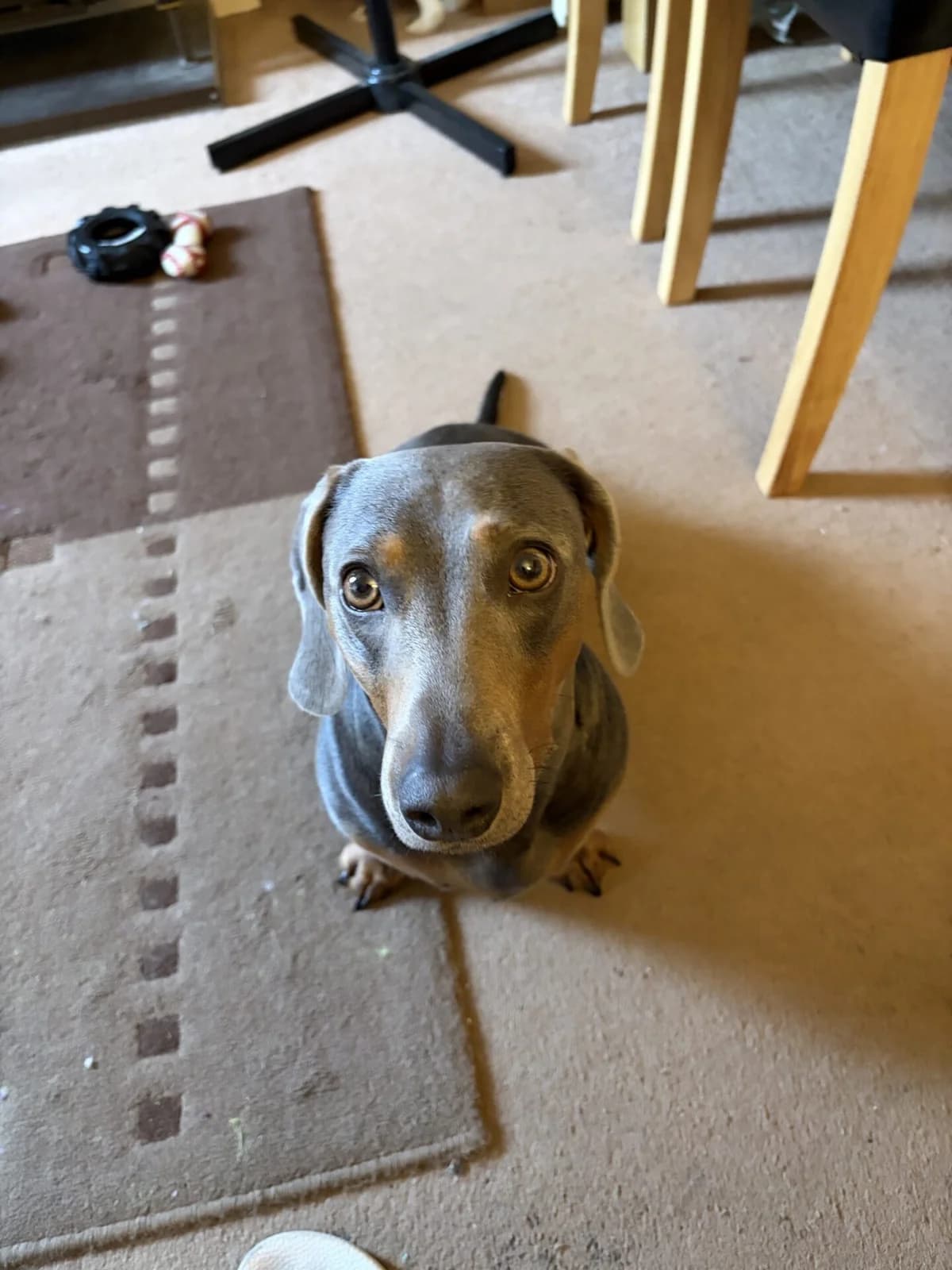 Gunner, male young mixed breed for adoption at The Red Foundation, Pentlow Street
