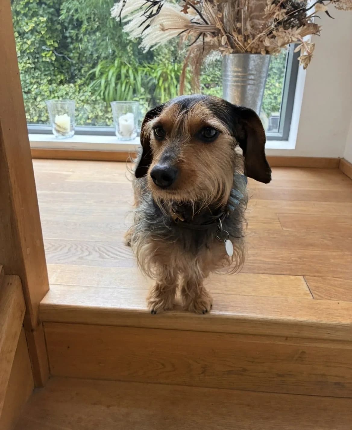 Harry,  5yo Dachshund for adoption at The Red Foundation, Pentlow Street