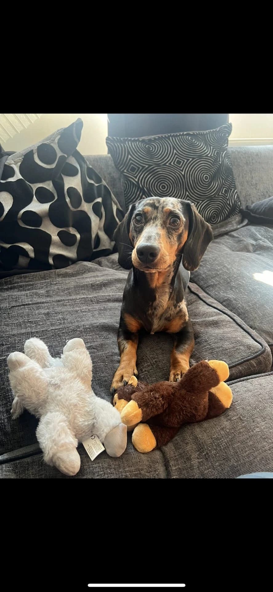 Henry, male young mixed breed for adoption at The Red Foundation, Pentlow Street