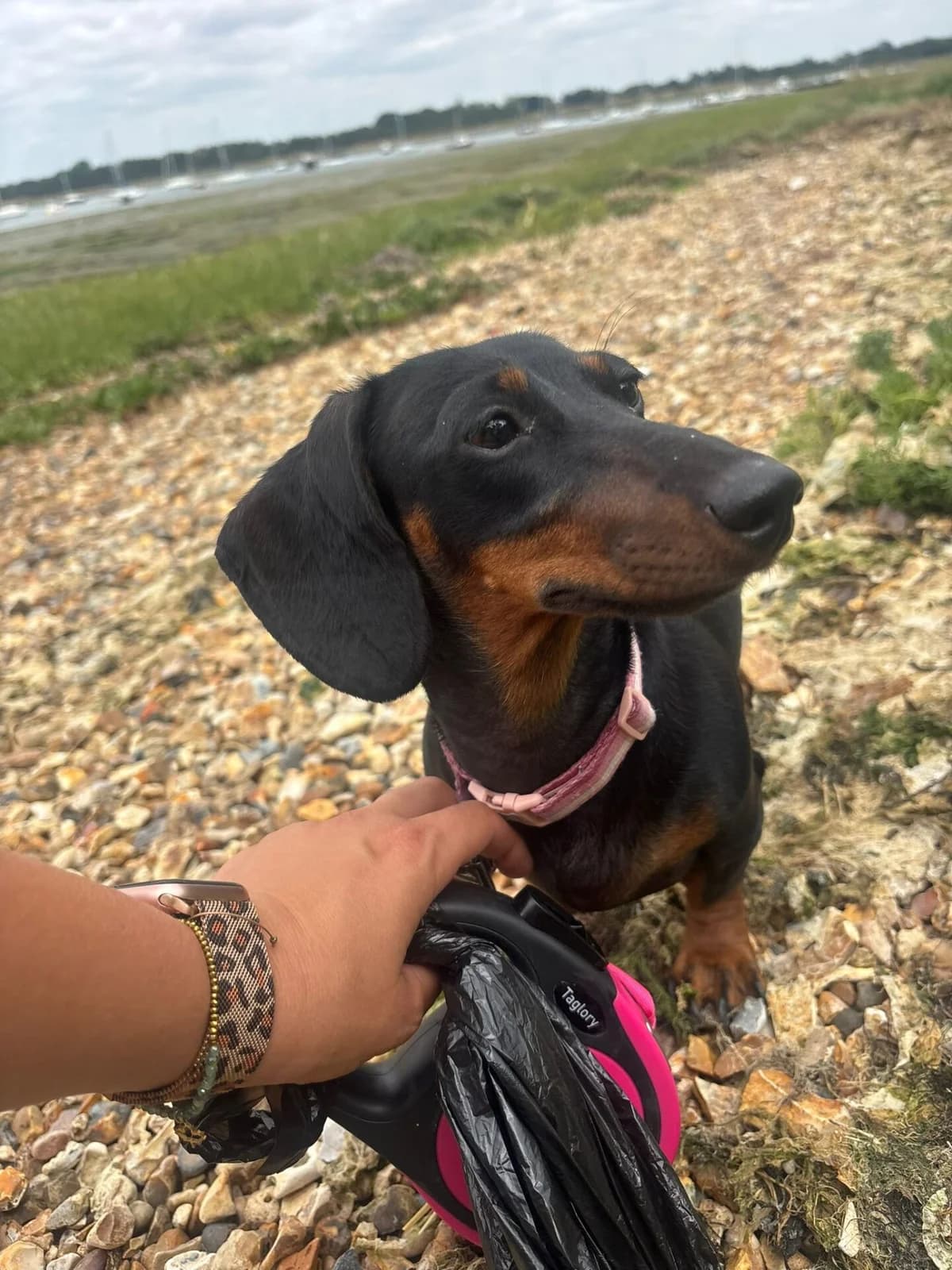 Honey,  Dachshund for adoption at The Red Foundation, Pentlow Street