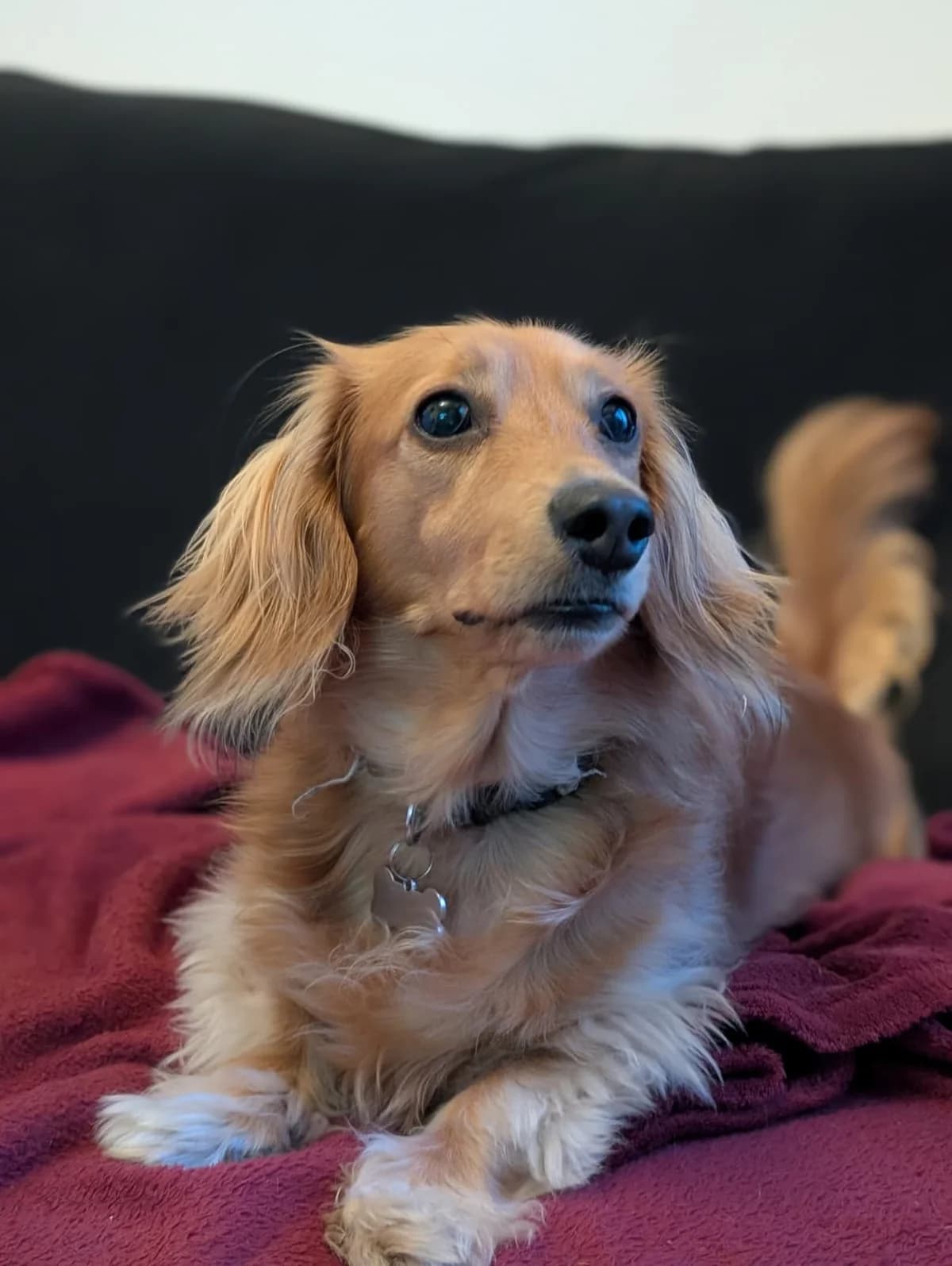 Lily – Potential Home Found, female 5yo mixed breed for adoption at The Red Foundation, Pentlow Street