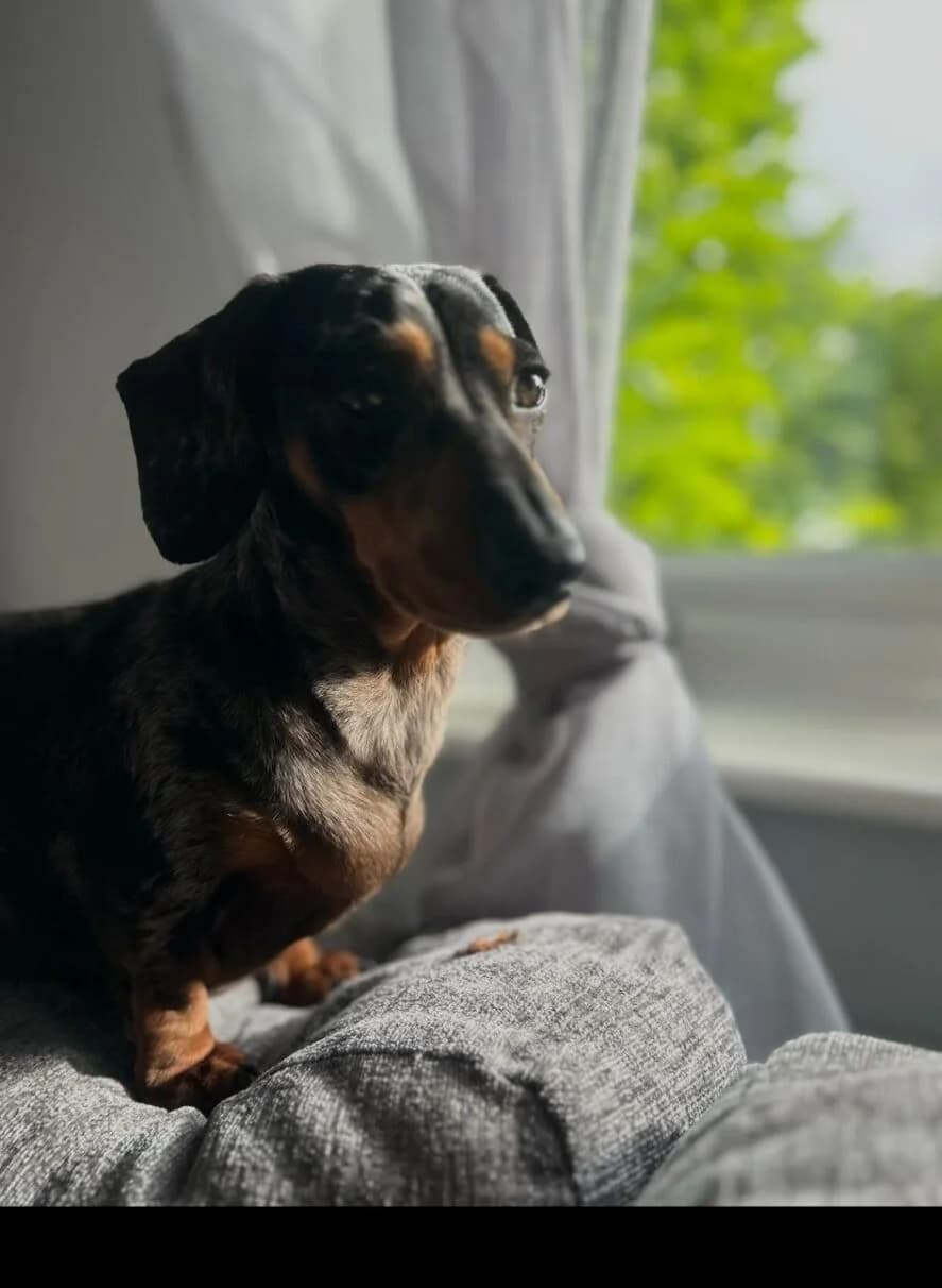 Luna,  puppy Dachshund for adoption at The Red Foundation, Pentlow Street