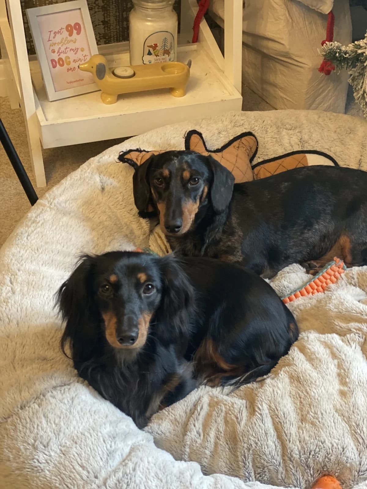 Luna & Juno, female senior Dachshund for adoption at The Red Foundation, Pentlow Street