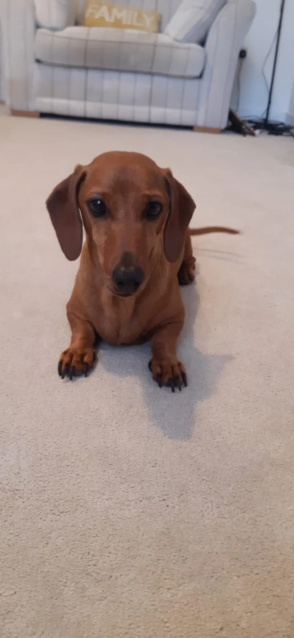 Max, male 5yo mixed breed for adoption at The Red Foundation, Pentlow Street