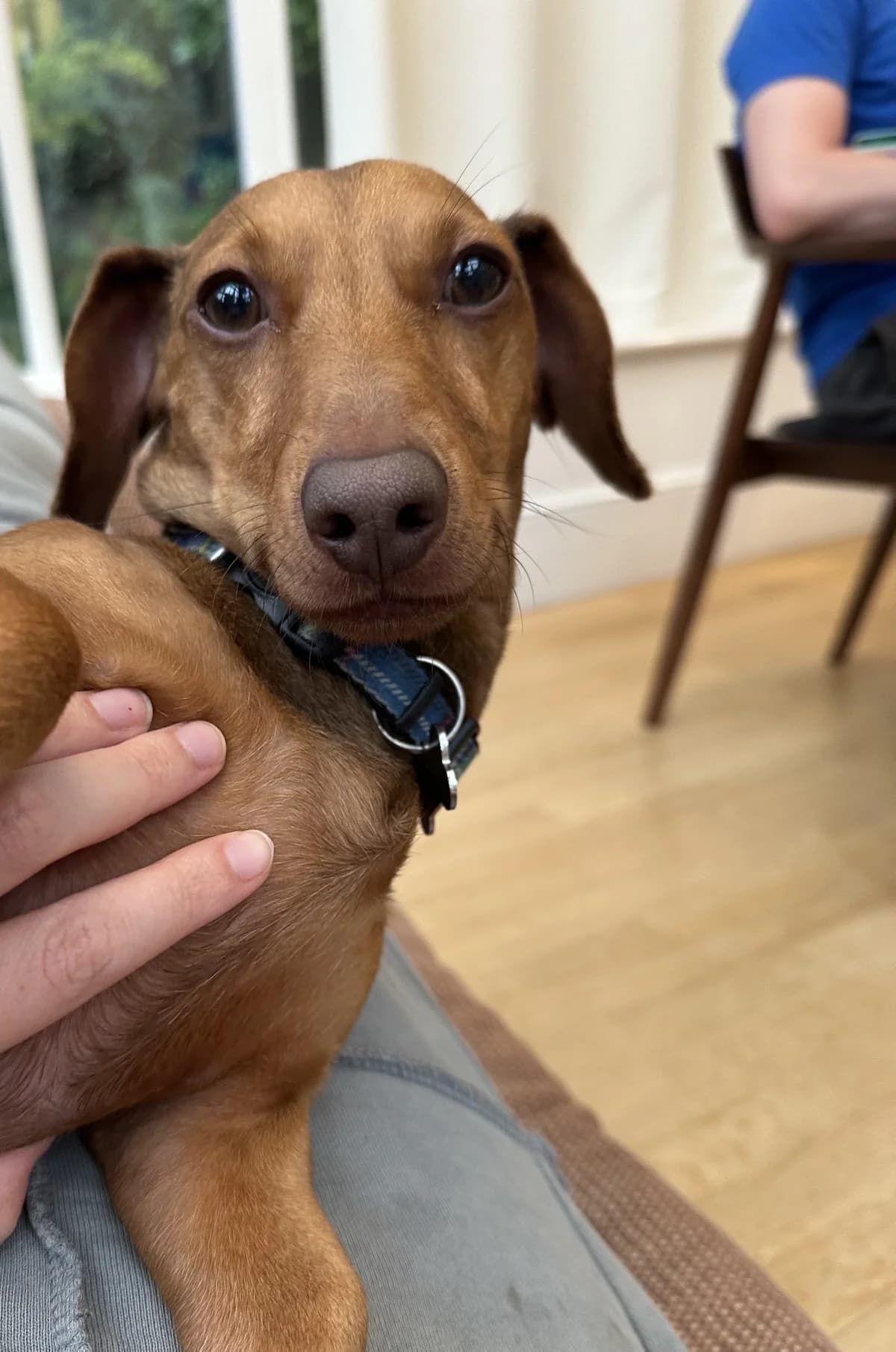 Merlin, male 5yo mixed breed for adoption at The Red Foundation, Pentlow Street