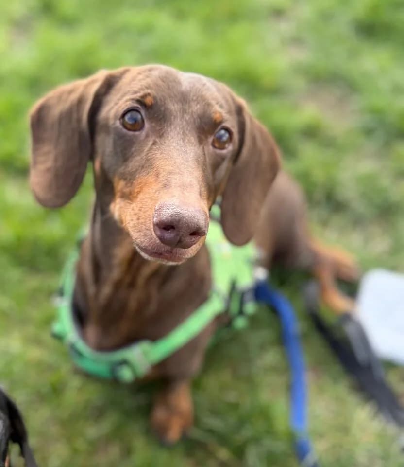 Milo, male senior mixed breed for adoption at The Red Foundation, Pentlow Street