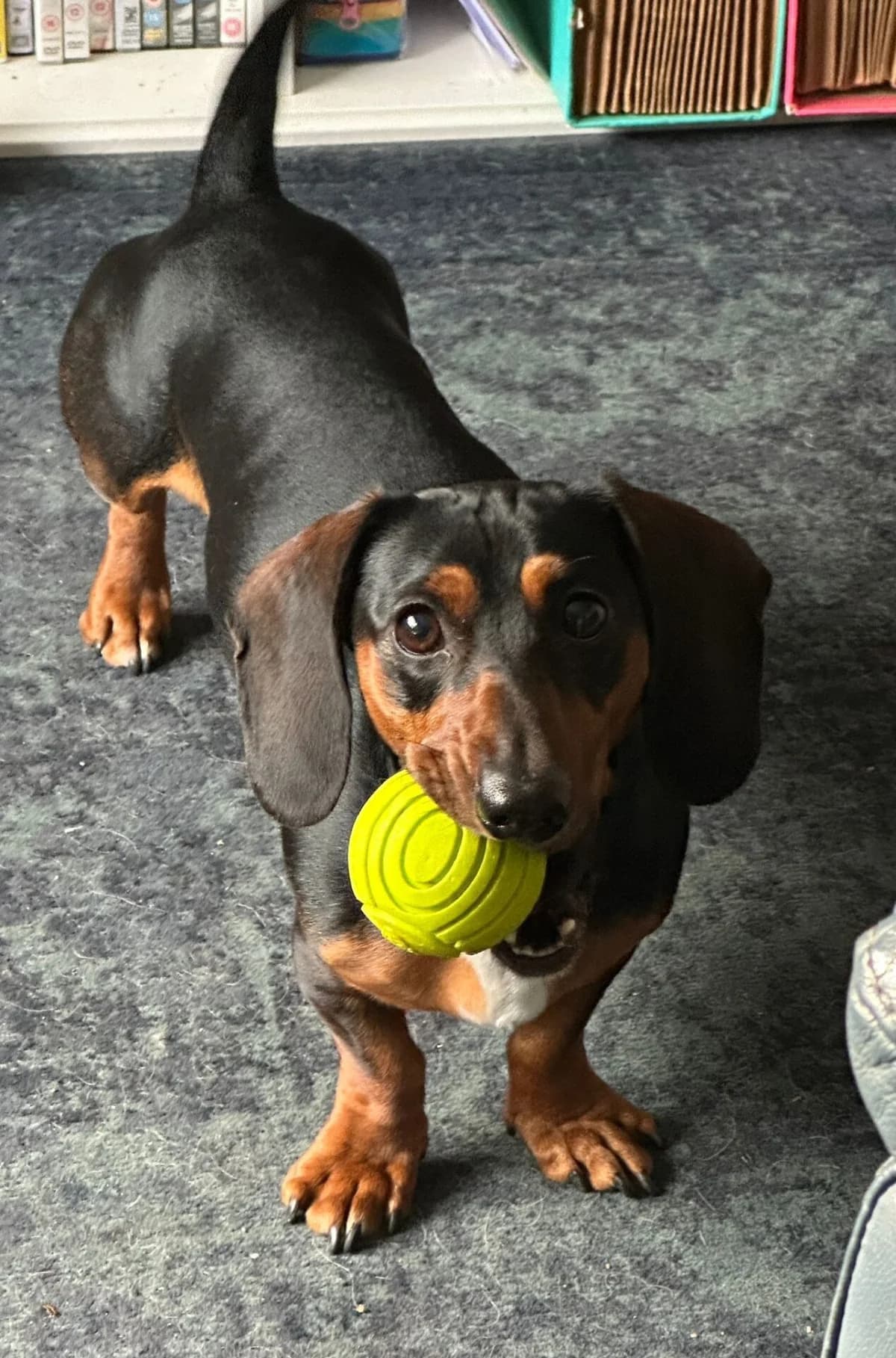 Norbert – Potential Home Found,  puppy Dachshund for adoption at The Red Foundation, Pentlow Street