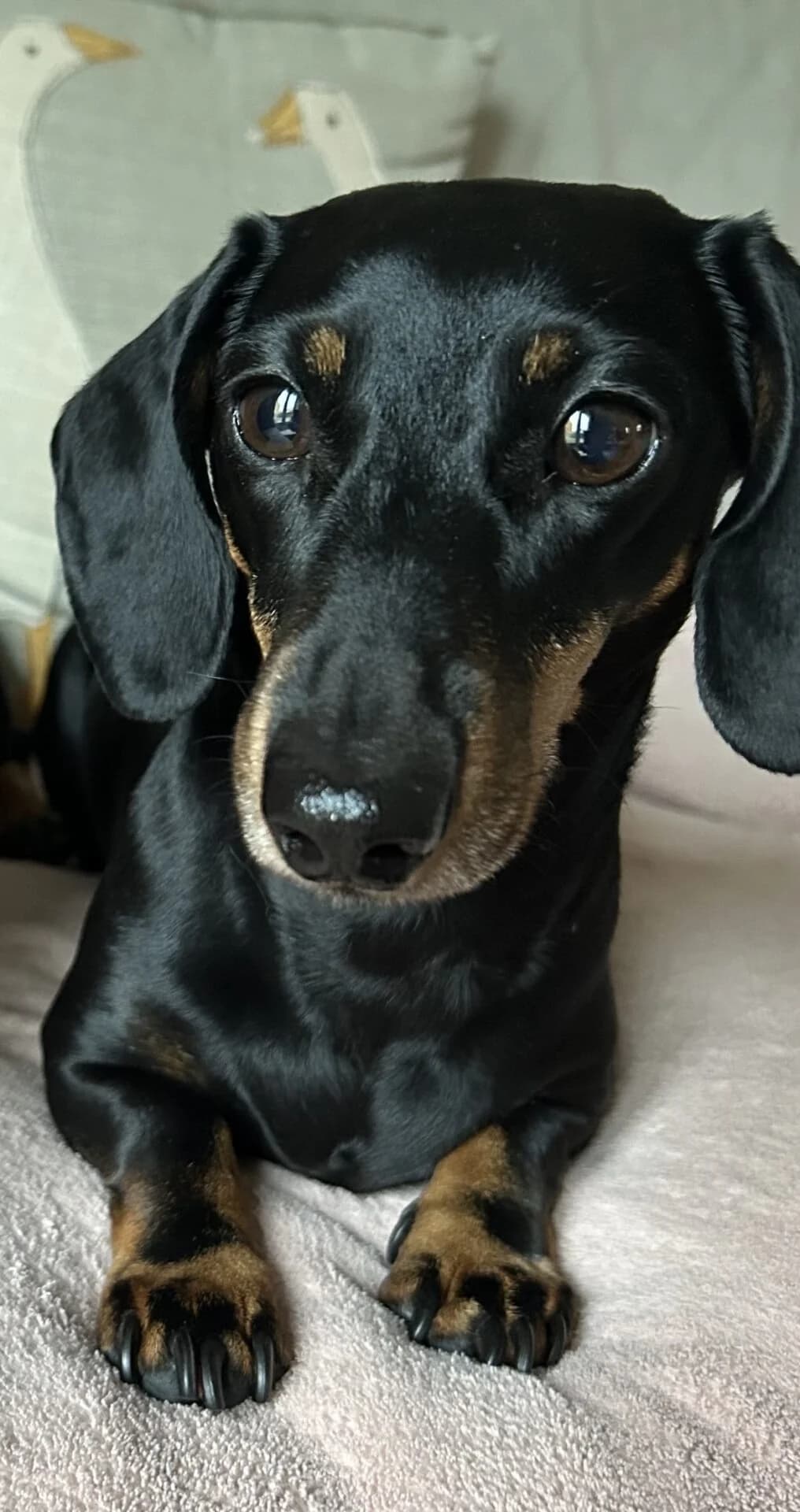 Oscar, male senior mixed breed for adoption at The Red Foundation, Pentlow Street