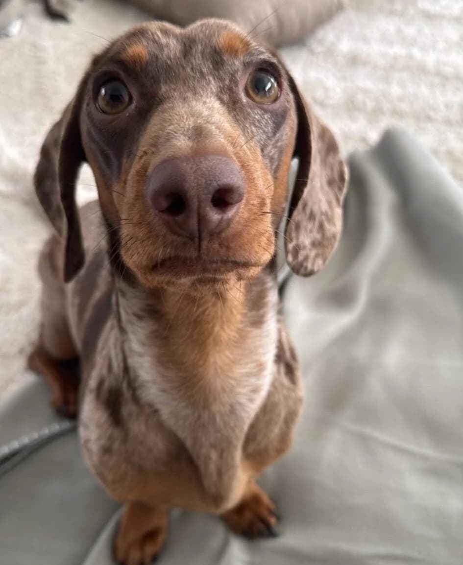 Otis, male mixed breed for adoption at The Red Foundation, Pentlow Street