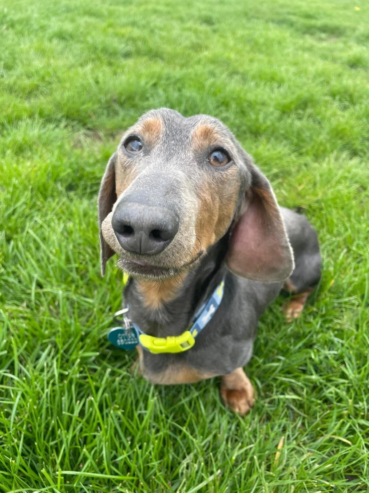 Paco,  Dachshund for adoption at The Red Foundation, Pentlow Street