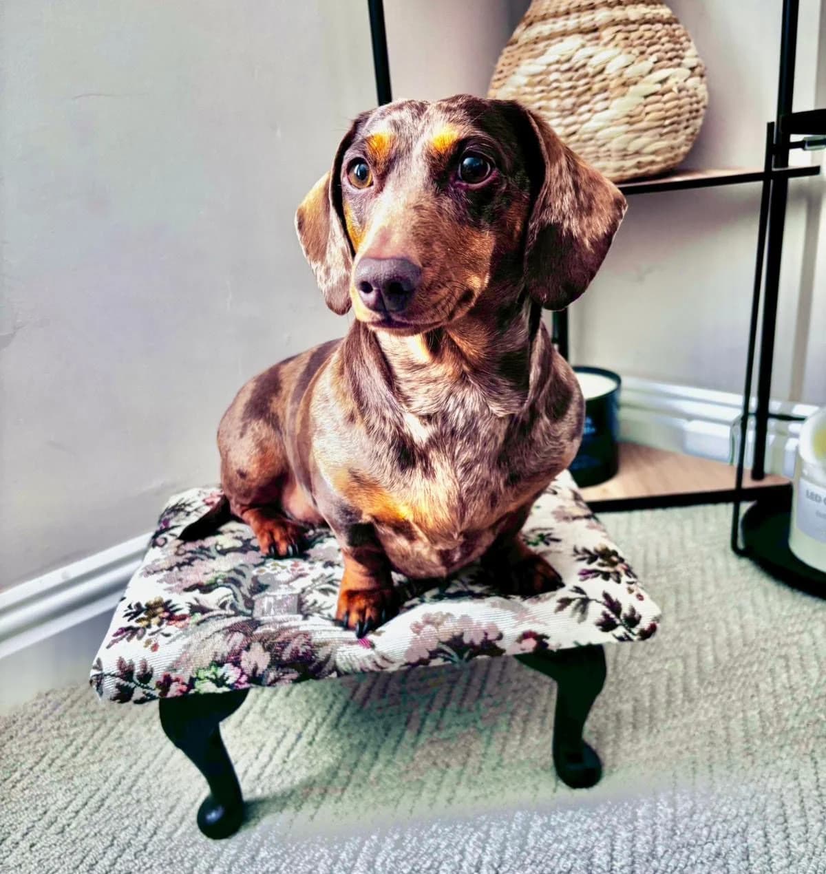 Peggy, female 3yo mixed breed for adoption at The Red Foundation, Pentlow Street