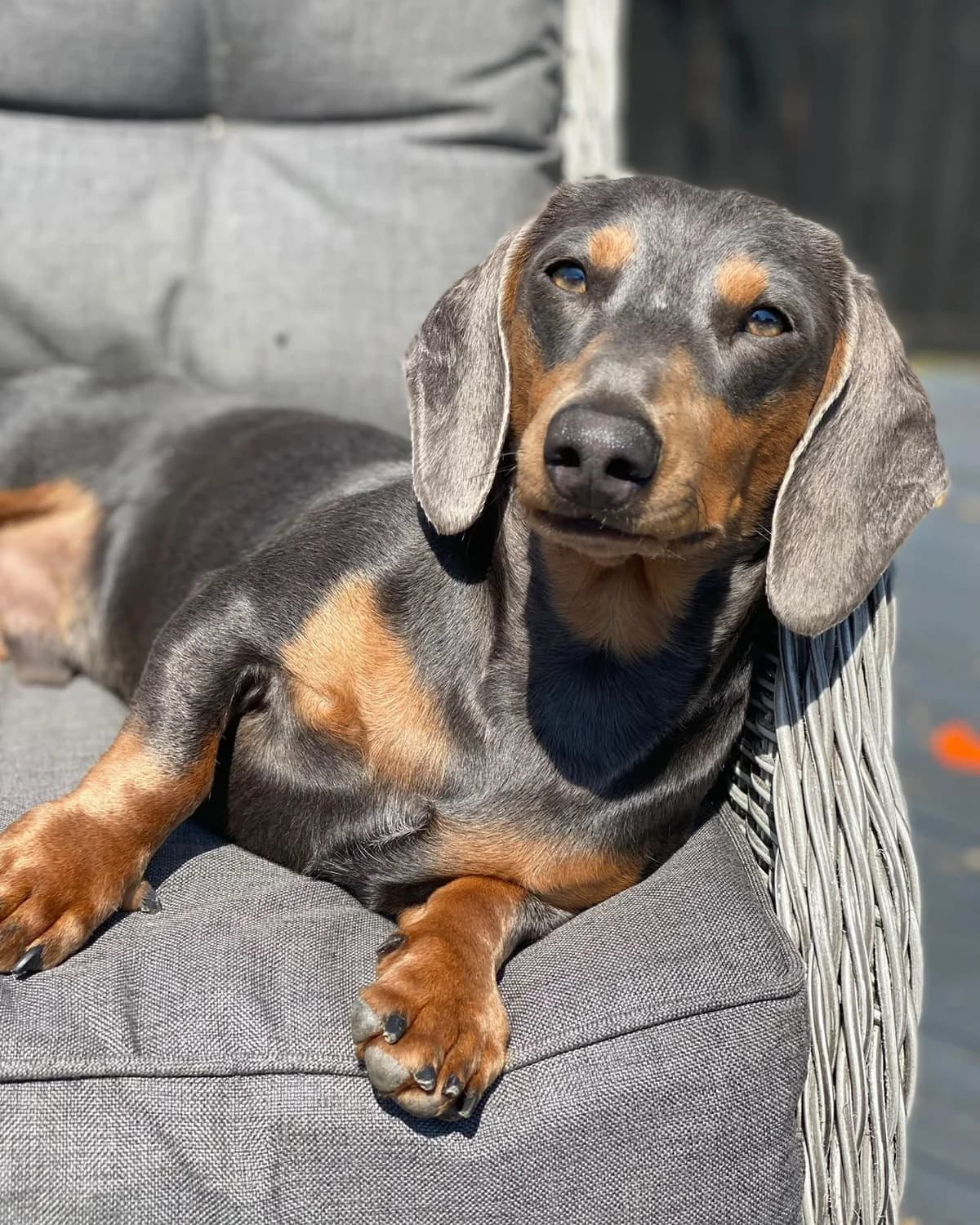 Ragnar,  Dachshund for adoption at The Red Foundation, Pentlow Street