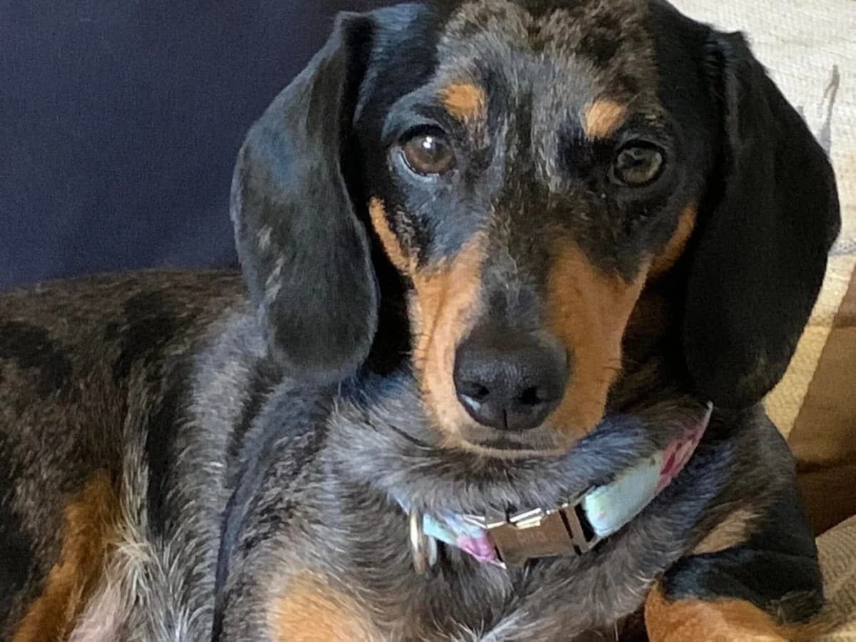 Rita – Potential Home Found, female 7yo mixed breed for adoption at The Red Foundation, Pentlow Street
