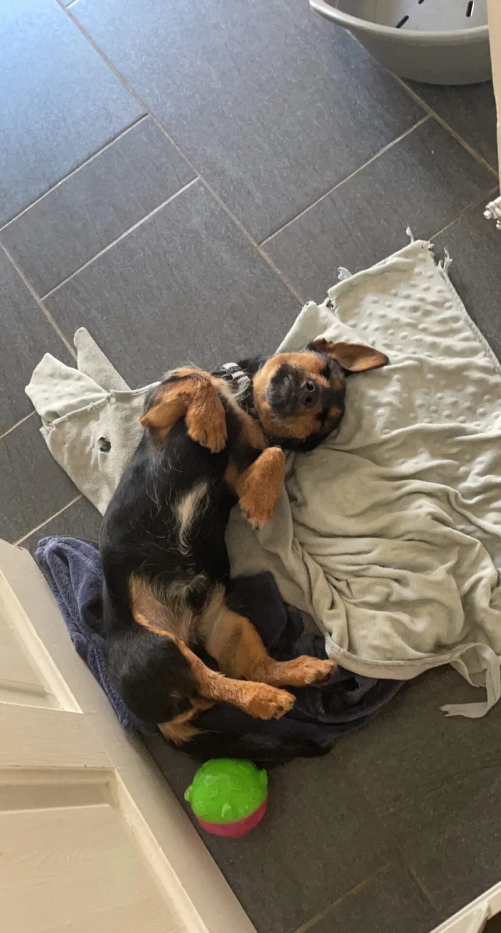 Rocco, male 5yo mixed breed for adoption at The Red Foundation, Pentlow Street