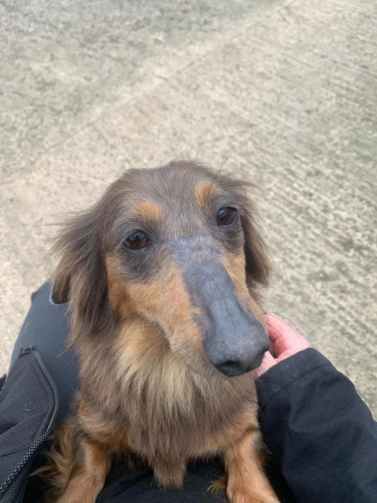 Skye, female 5yo mixed breed for adoption at The Red Foundation, Pentlow Street