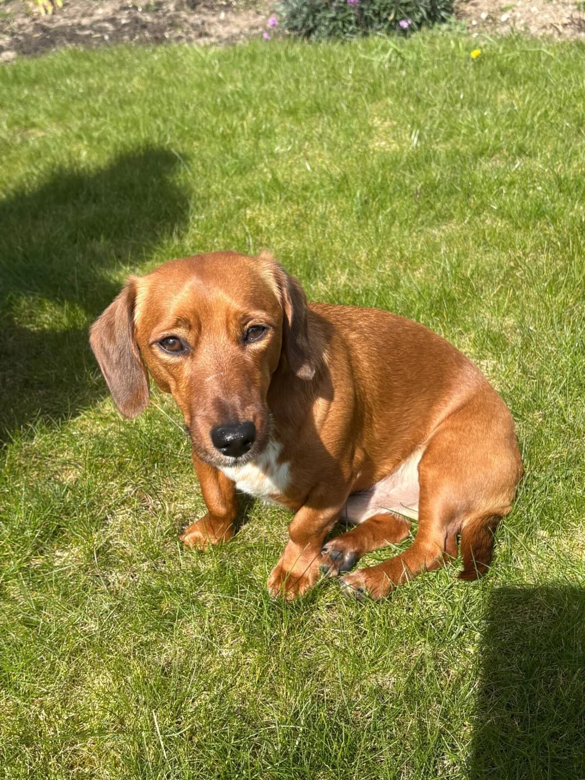 Snoopy,  young Dachshund for adoption at The Red Foundation, Pentlow Street