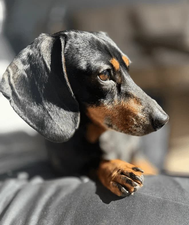 Suzie, female 7yo mixed breed for adoption at The Red Foundation, Pentlow Street