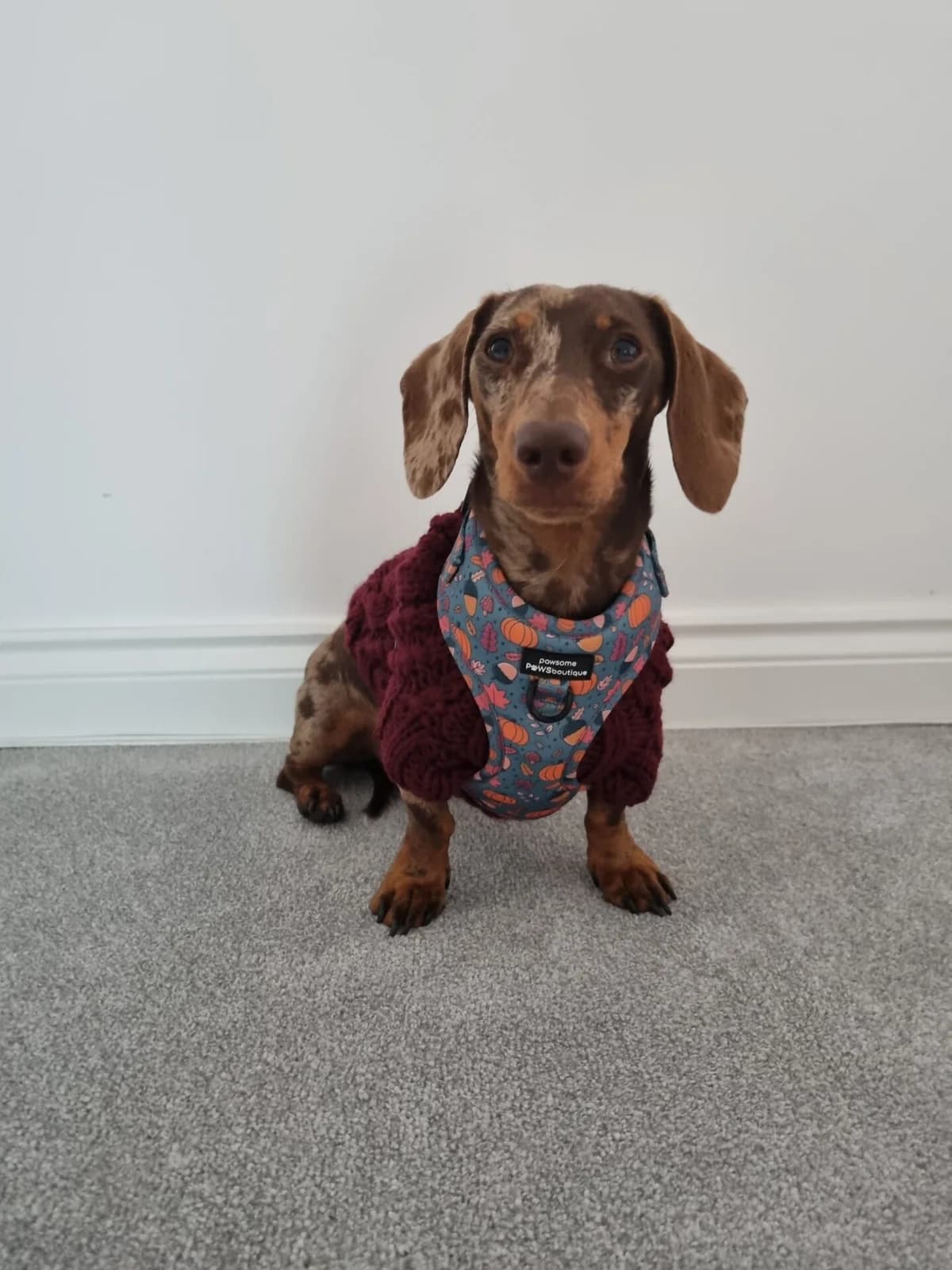 Theodore,  5yo Dachshund for adoption at The Red Foundation, Pentlow Street
