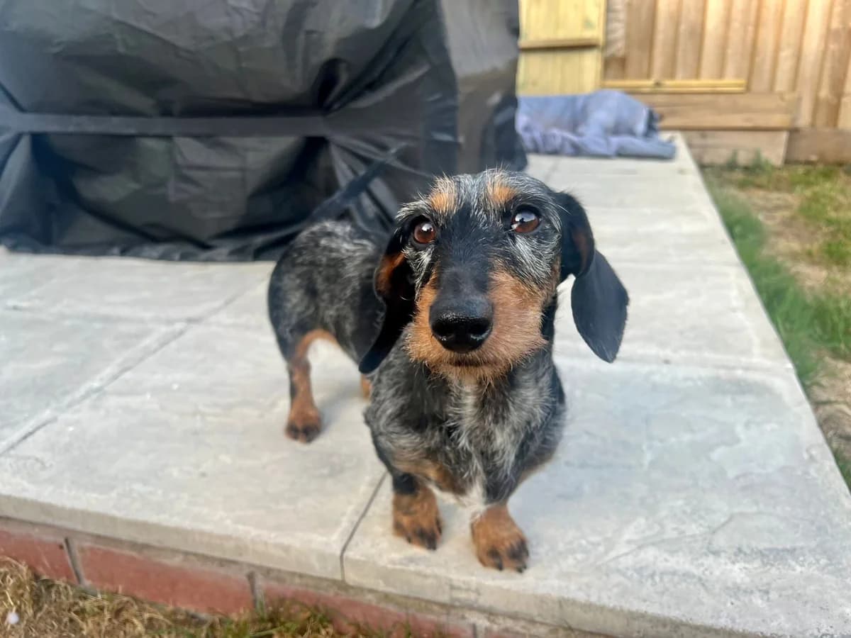 Vino,  4yo Dachshund for adoption at The Red Foundation, Pentlow Street