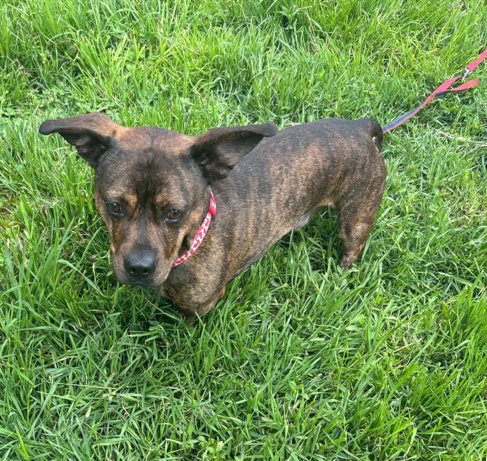 Winston, male young Staffordshire Bull Terrier for adoption at The Red Foundation, Pentlow Street