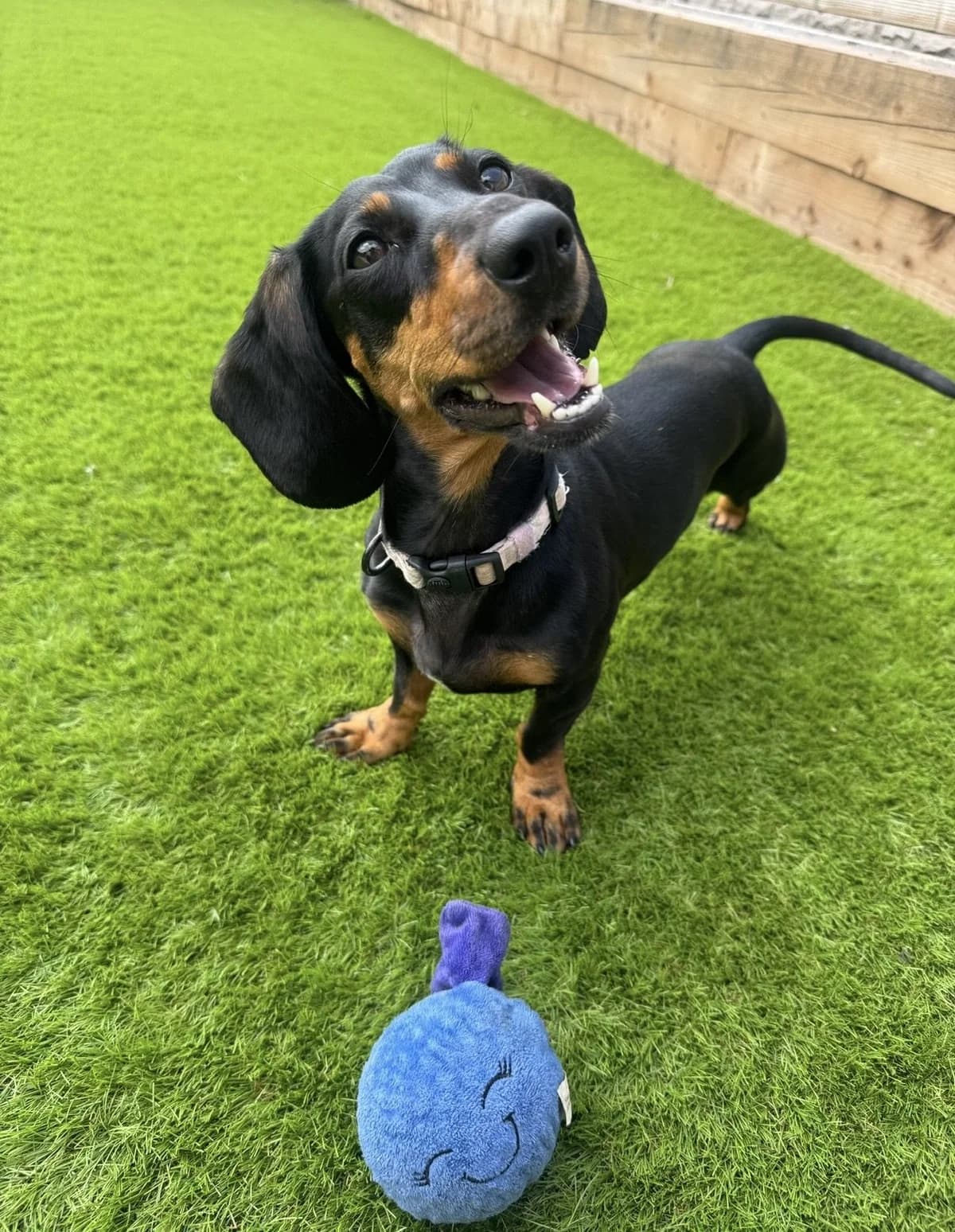 Wispa, 4yo Dachshund for adoption at The Red Foundation, Pentlow Street