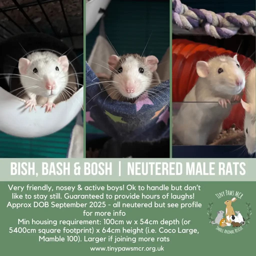 Bish, Bash & Bosh, male young mixed breed for adoption at Tiny Paws MCR