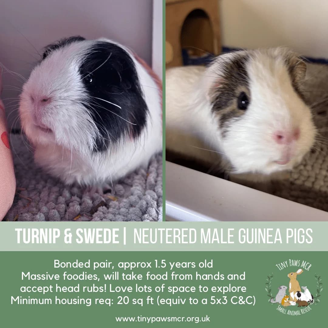 Turnip & Swede, male young mixed breed for adoption at Tiny Paws MCR