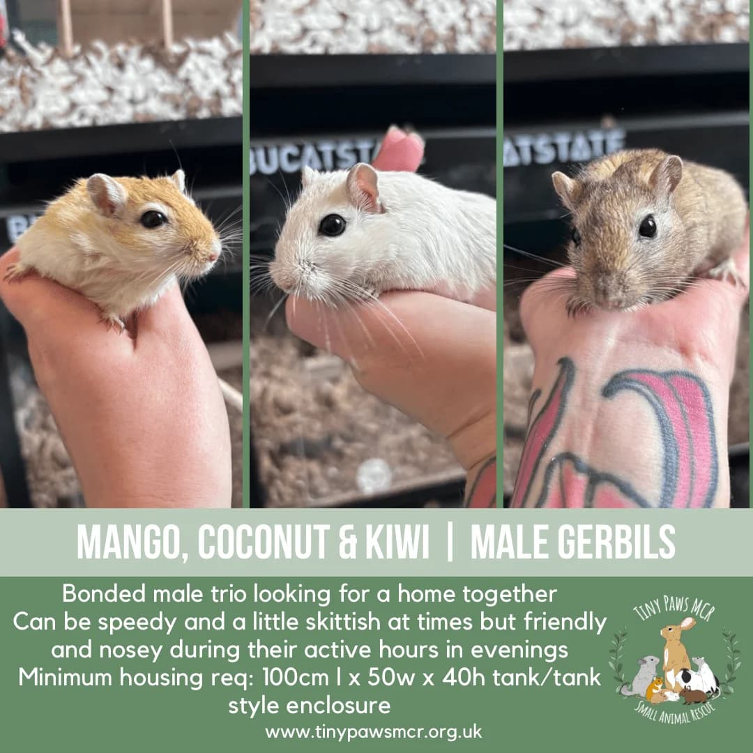 Mango, Coconut & Kiwi, male young mixed breed for adoption at Tiny Paws MCR