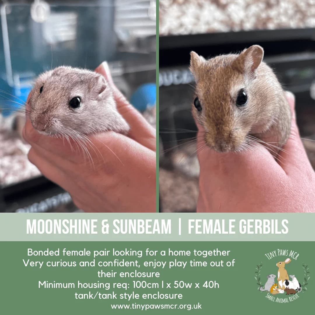 Moonbeam & Sunshine, female young mixed breed for adoption at Tiny Paws MCR