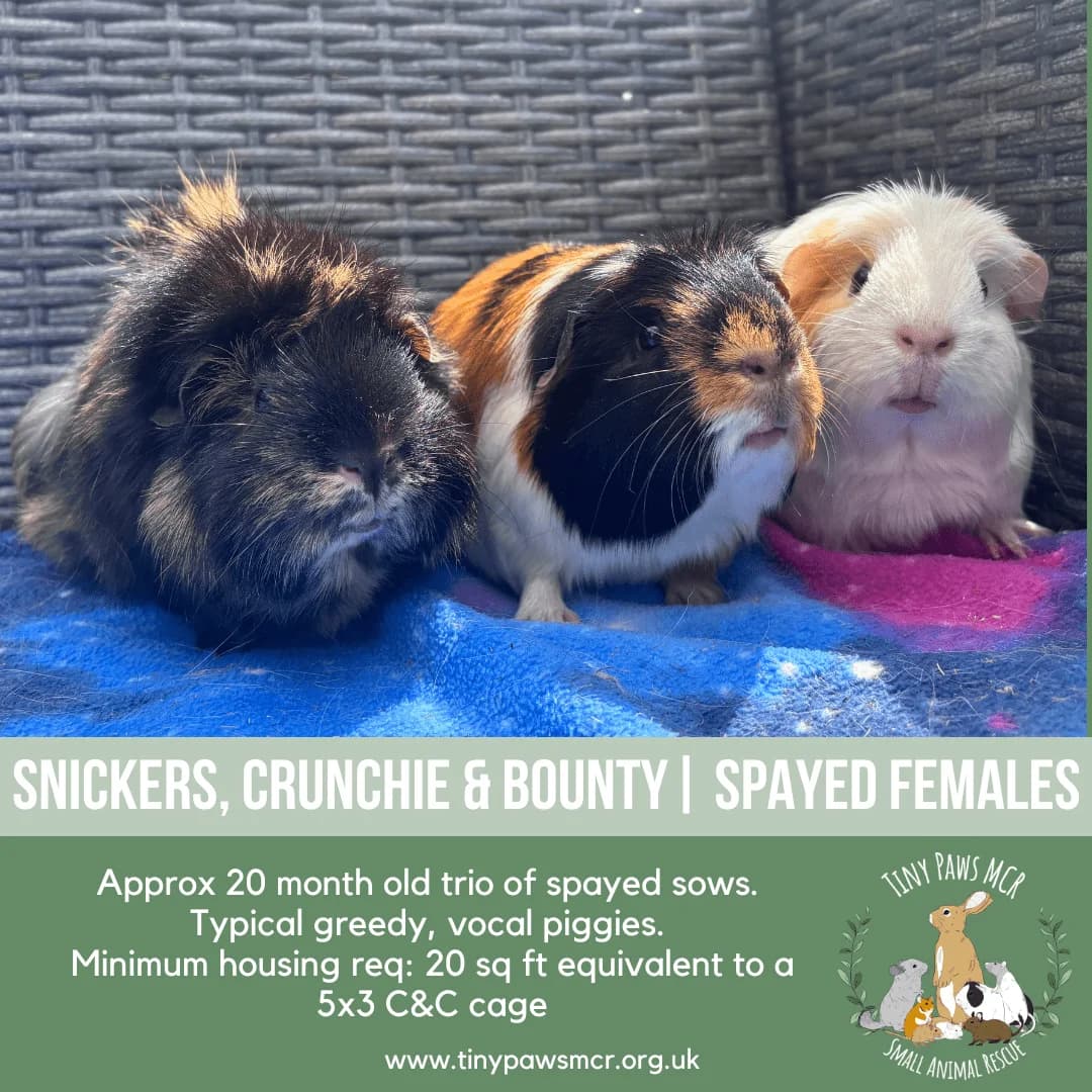 Snickers, Crunchie & Bounty, female young mixed breed for adoption at Tiny Paws MCR