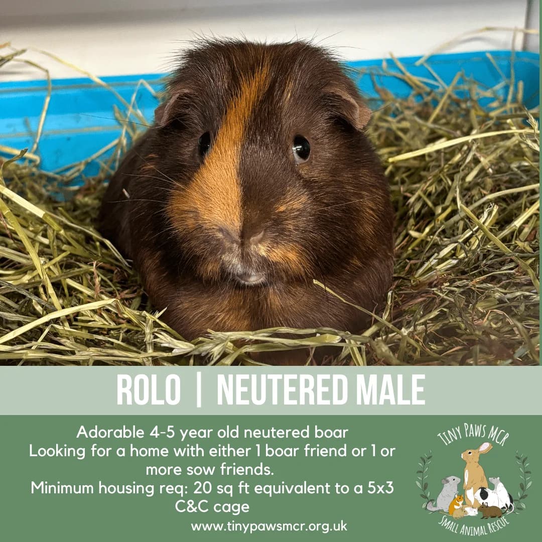 Rolo, male Guinea Pig for adoption at Tiny Paws MCR