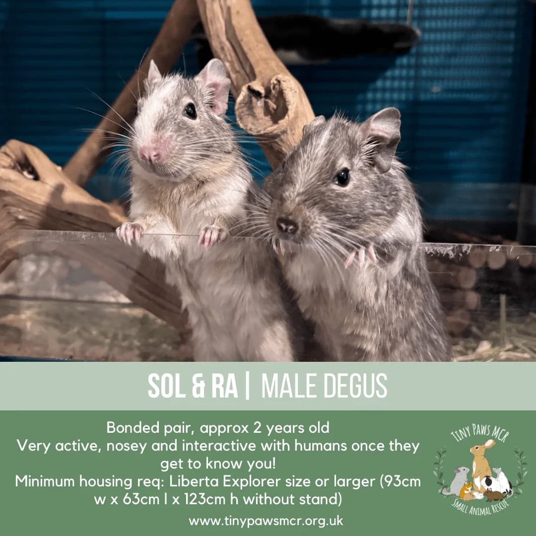 Sol & Ra, male young mixed breed for adoption at Tiny Paws MCR