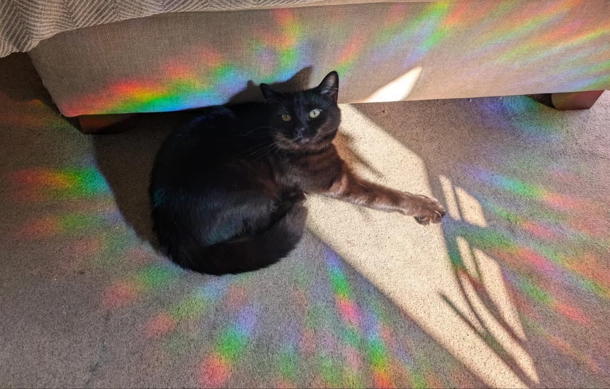 Mimi, female 4yo Mixed Breed Cat for adoption at Toe Beans Cat Rescue
