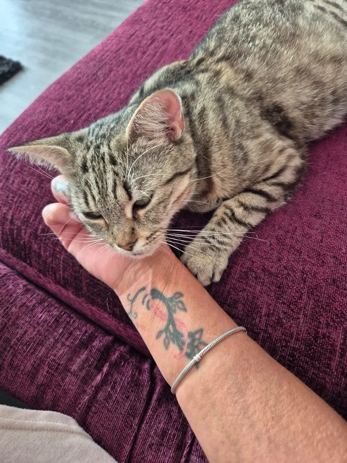 Mitzy, female Mixed Breed Cat for adoption at Toe Beans Cat Rescue